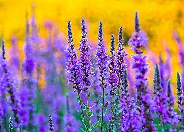 免费游戏《跑跑卡丁车：漂移》明年登陆PS4和PS5