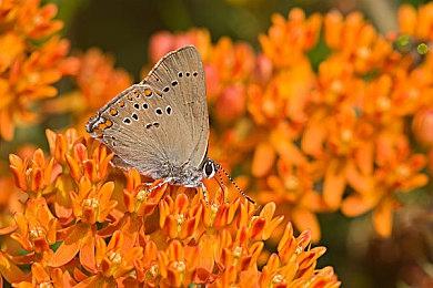 暴雪中国回应国服回归：没有可分享的信息